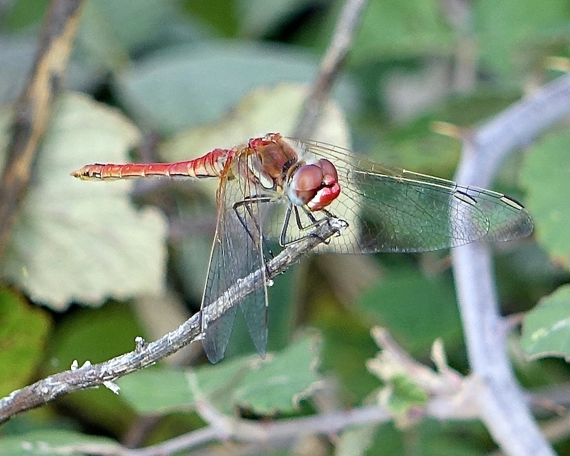 red-veined darter